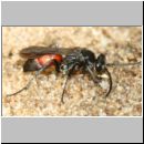 Evagetes gibbulus - Wegwespe w01c 8mm - OS-Wallenhorst-Sandgrube-det.jpg